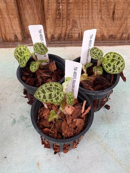 JEWEL ORCHID:  Macodes petola