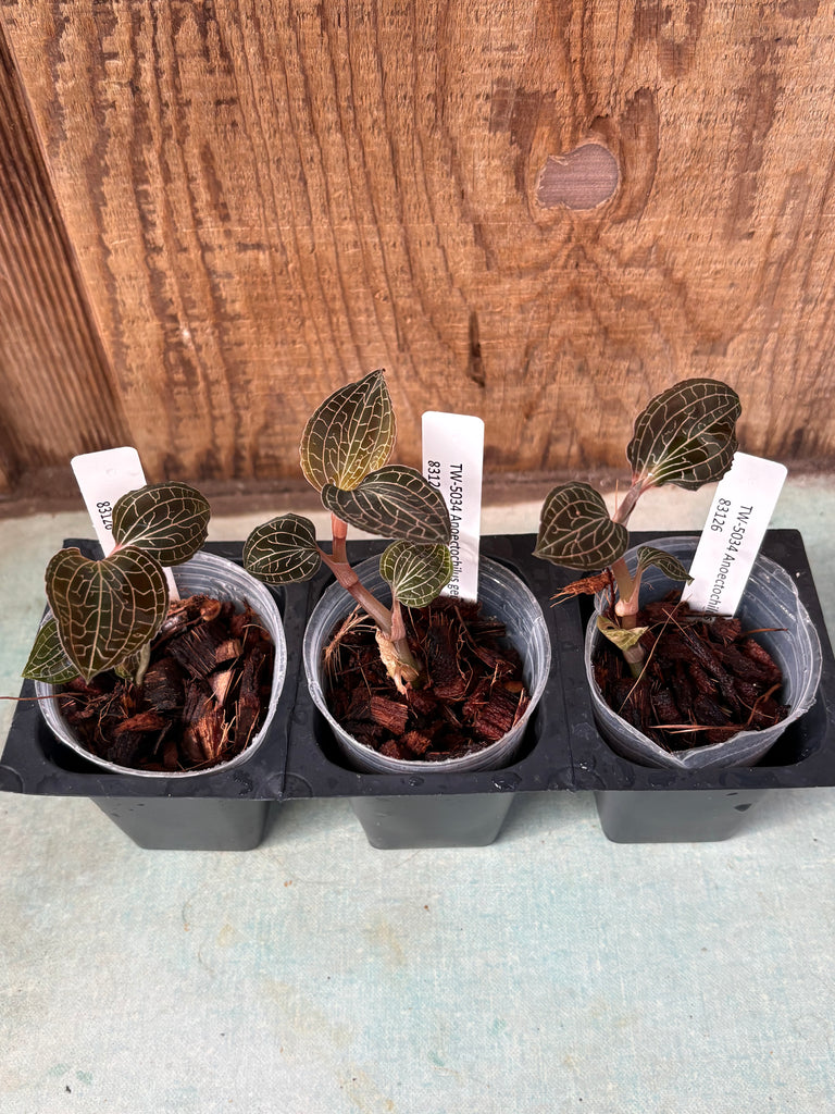 JEWEL ORCHID 3 Pack Anoectochilus geniculatus
