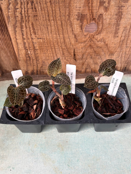 JEWEL ORCHID 3 Pack Anoectochilus geniculatus