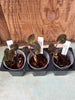 JEWEL ORCHID 3 Pack Anoectochilus geniculatus