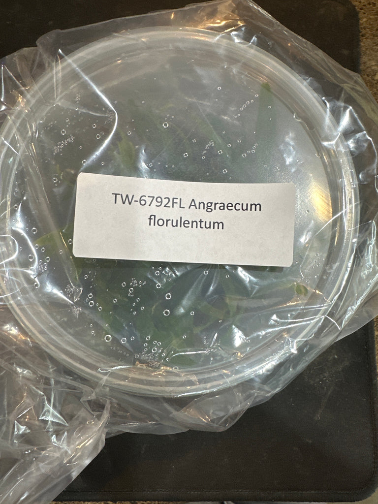 Angraecum florulentum