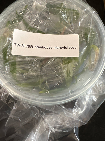 Flask Stanhopea nigroviolacea