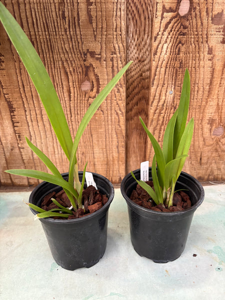 Procatavola Golden Peacock (Bl. Richard Mueller x Psh.vitellina