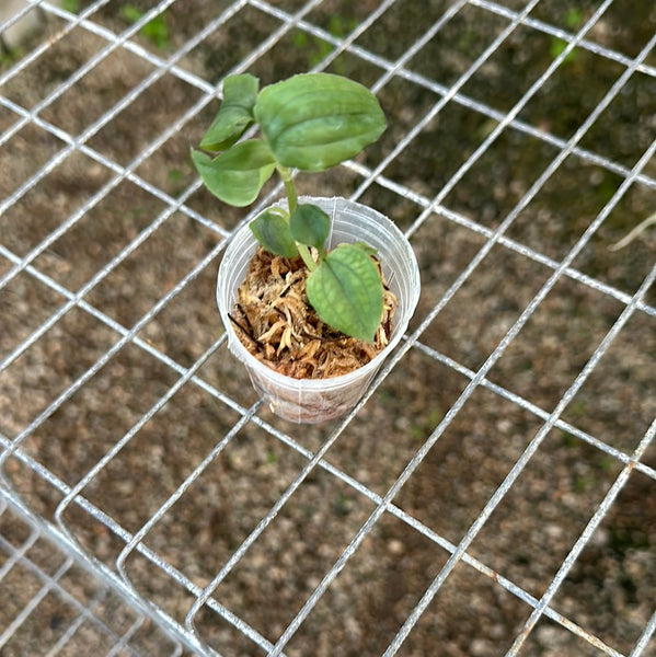 JEWEL ORCHID — Goodyera carnea