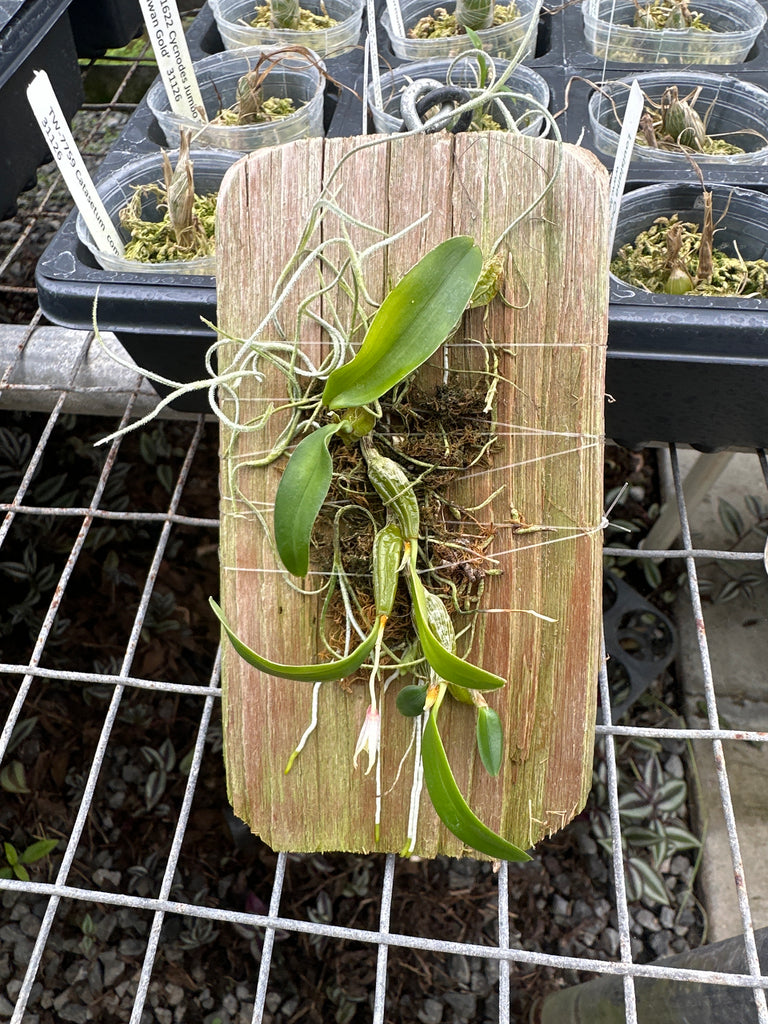 Diplocaulobium stelliferum