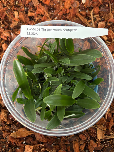 FLASK Thrixspermum centipeda