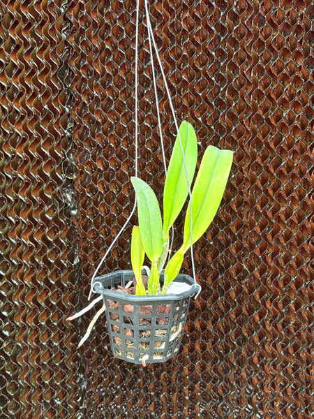 C. percivaliana