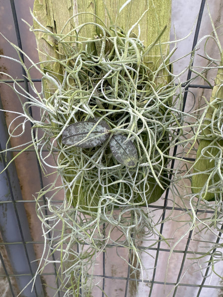 Phal celebensis