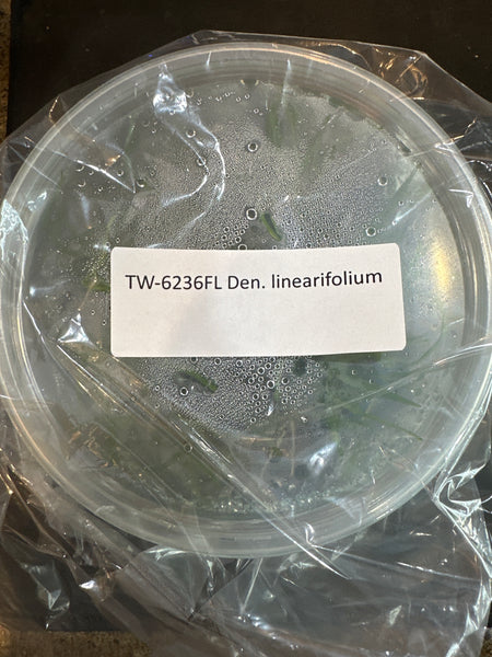 Flask Den linearfolium