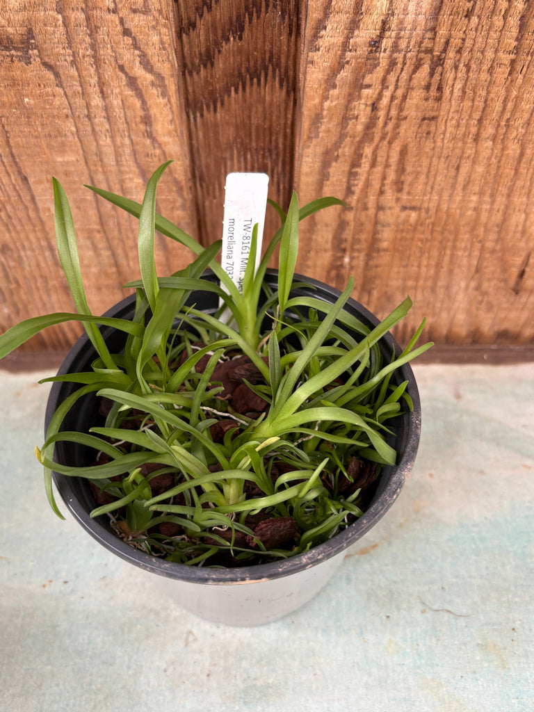 COMPOT Milt. spectabilis v moreliana