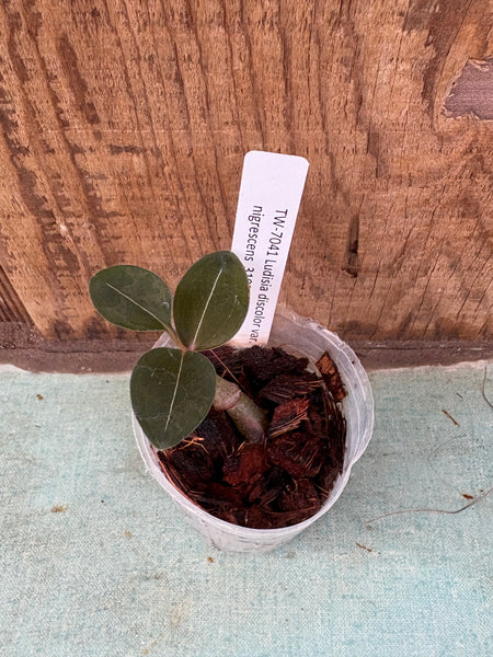 JEWEL ORCHID Ludisia discolor var. nigrescens