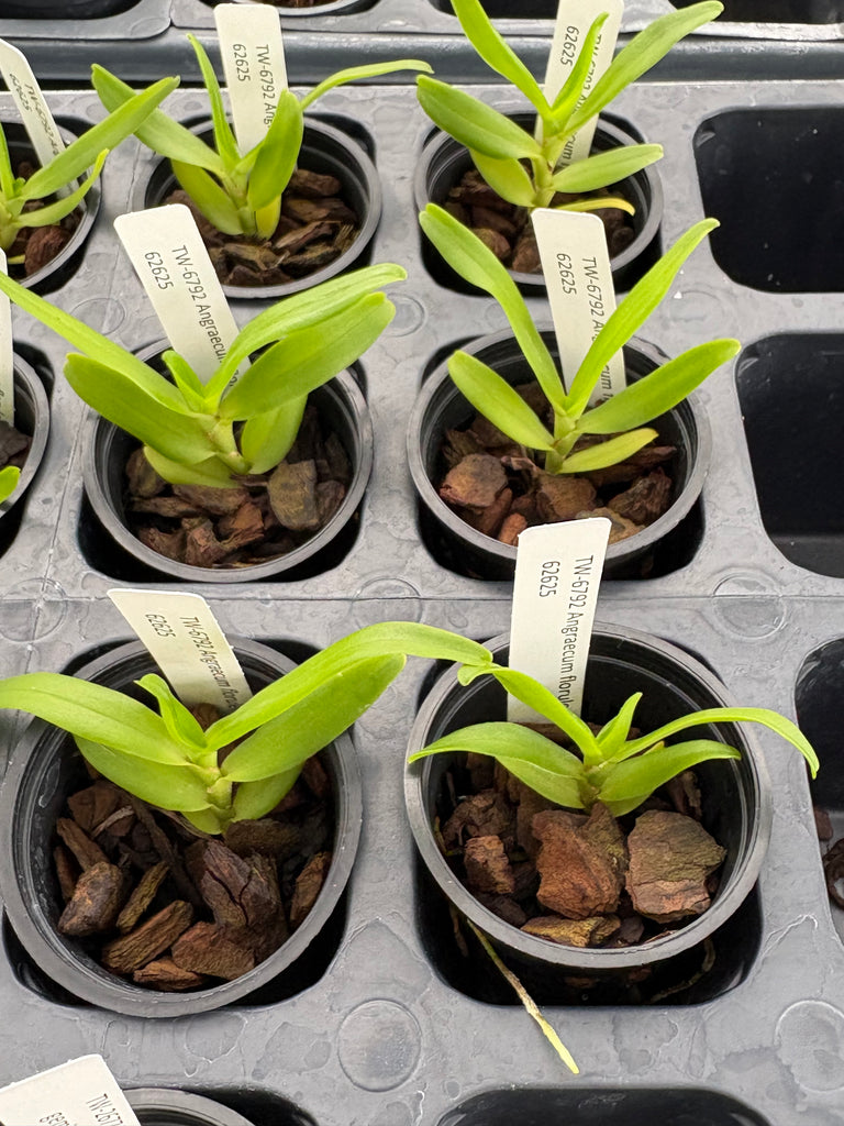 Angraecum florulentum