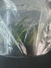 FLASK Bulbophyllum tingabarinum