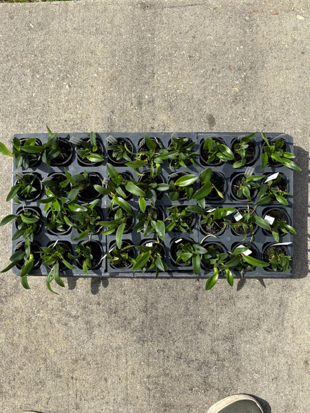 Laelia praestans f. alba x Sophronitis mantiqueriae TRAY