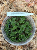 FLASK Macodes sanderiana