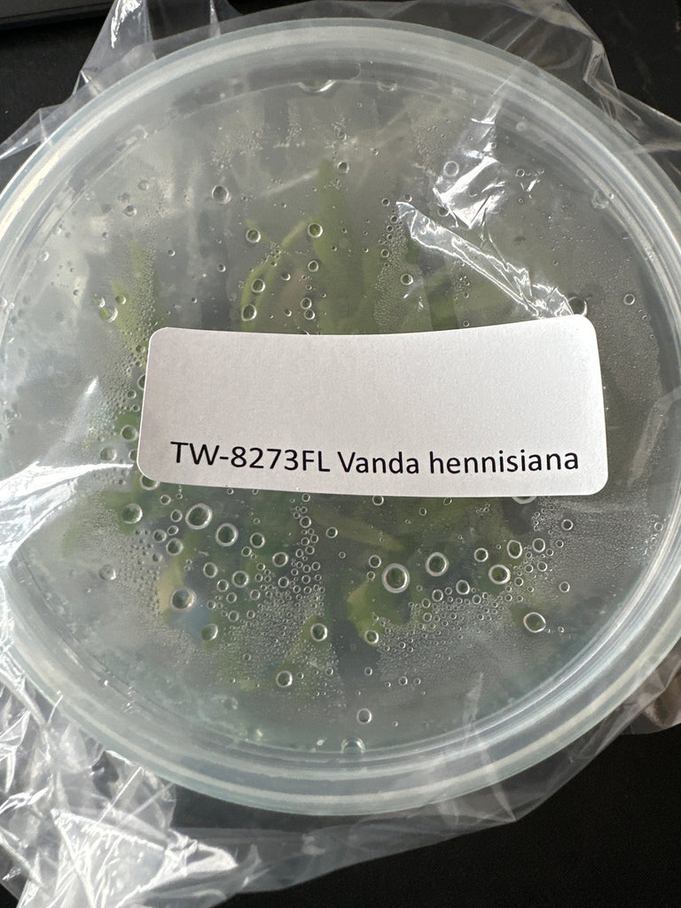FLASK Vanda hennisiana