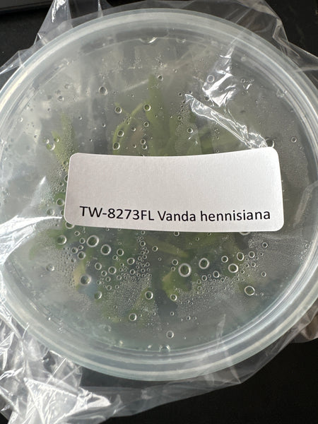 FLASK Vanda hennisiana