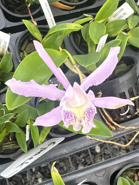 Laelia praestans alba x C. kerrii