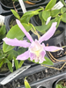 Laelia praestans alba x C. kerrii