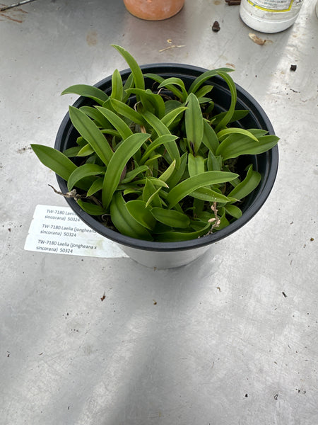 Laelia (jongheana x sincorana)