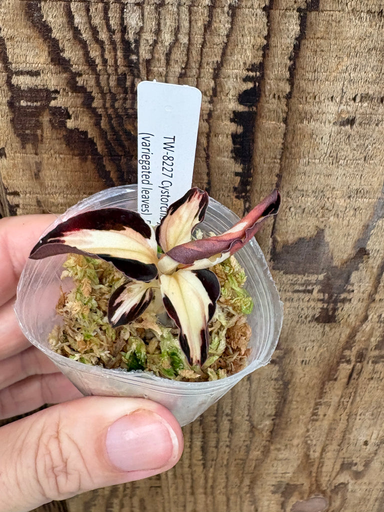 Jewel Orchid Cystorchis javanica (variegated leaves)
