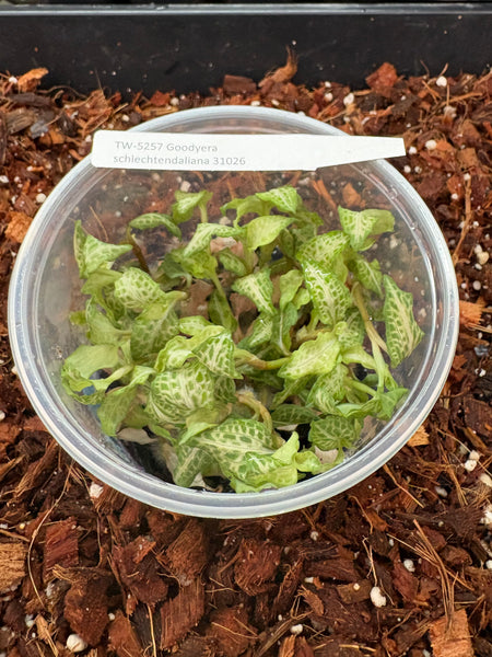 Flask Jewel Goodyera schlectendaliana