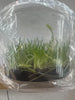 FLASK Prosthechea citrina