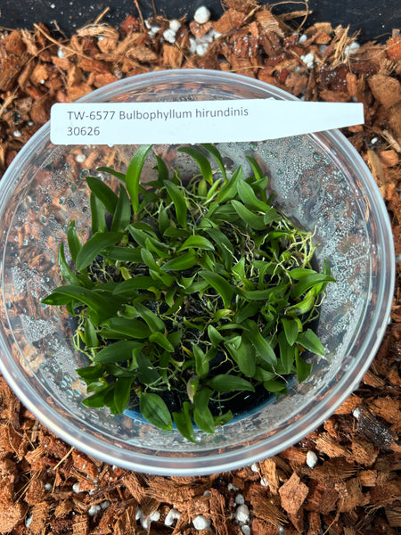 FLASK  Bulb. hirundinis