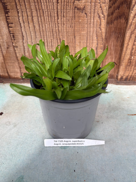 COMPOT-Angraecum superbum x Angcm. sesquipedale)