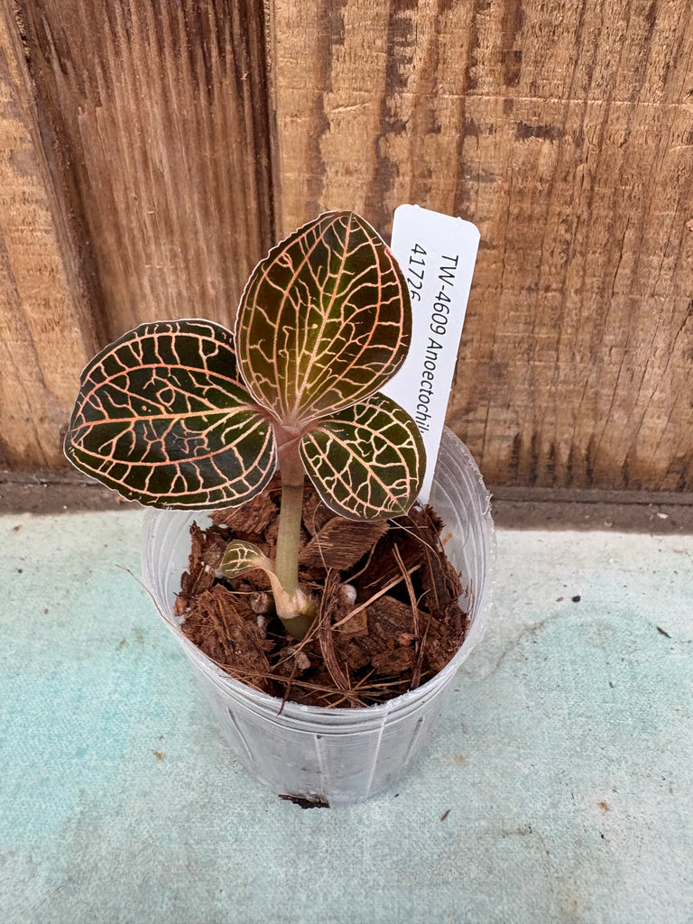 Anoectochilus roxburghii albo variegated jewel orchid *Grower's Choice*