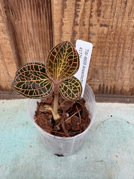 JEWEL ORCHID — Anoectochilus albolineatus