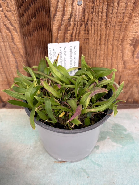 COMPOT—Laelia (alaorii x jongheana)