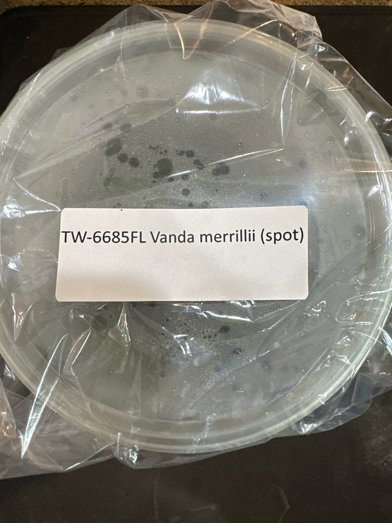 Flask Vanda merrillii (spot)