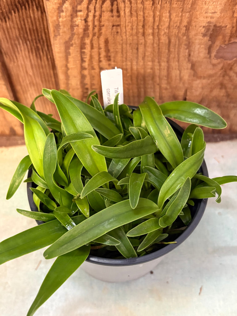 COMPOT C. bowringiana fma coerulea