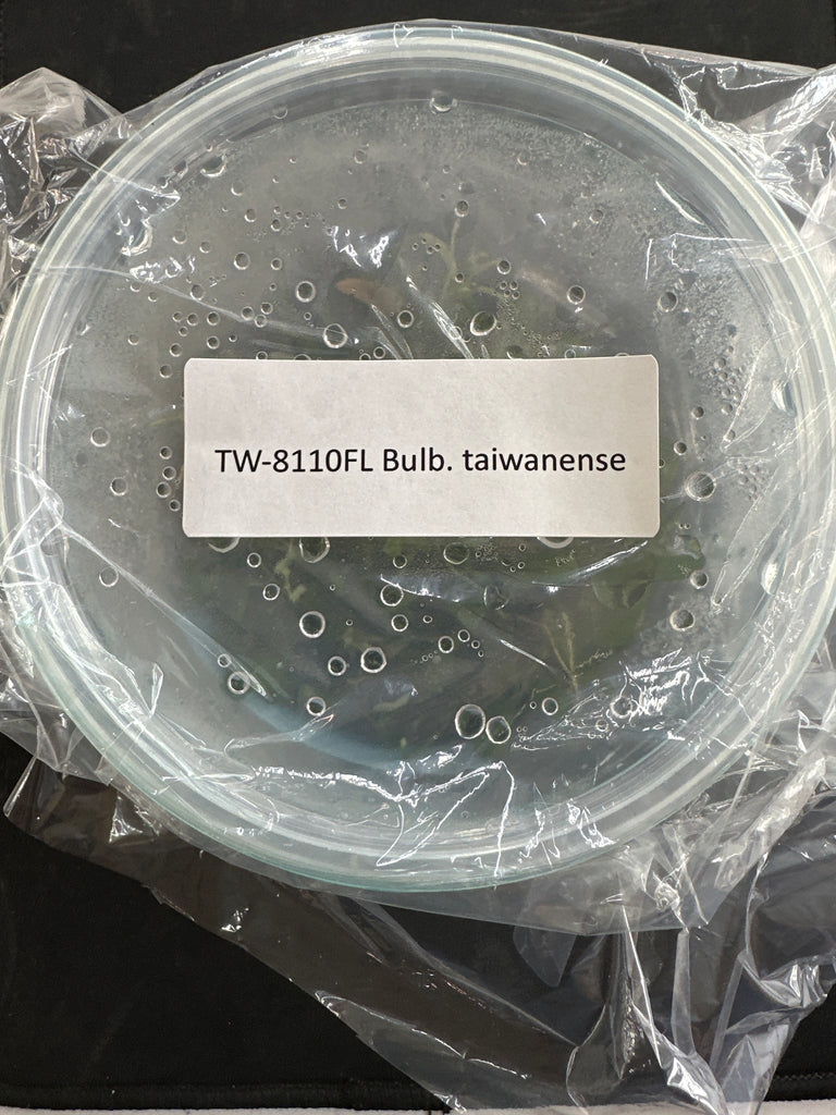 Flask Bulb. taiwanense