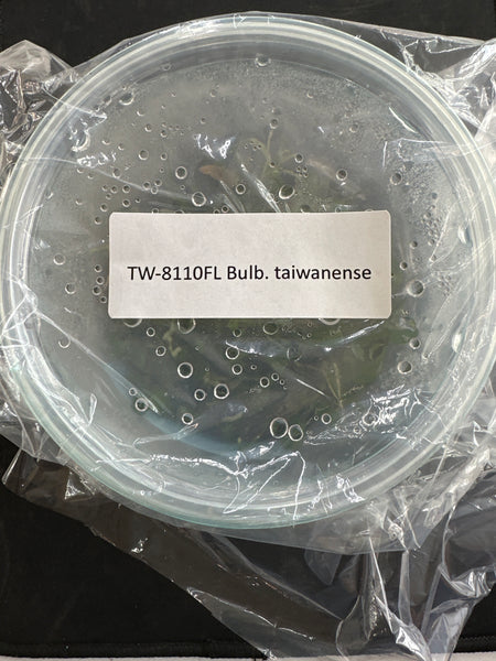 Flask Bulb. taiwanense