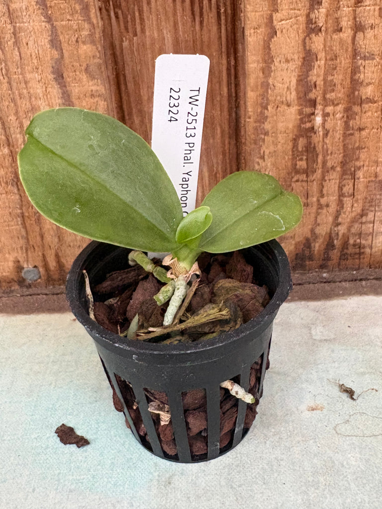 Phalaenopsis Yaphon Oh Mygod