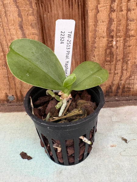 Phalaenopsis Yaphon Oh Mygod