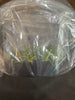 Flask Pelatantheria scolopendrifolium