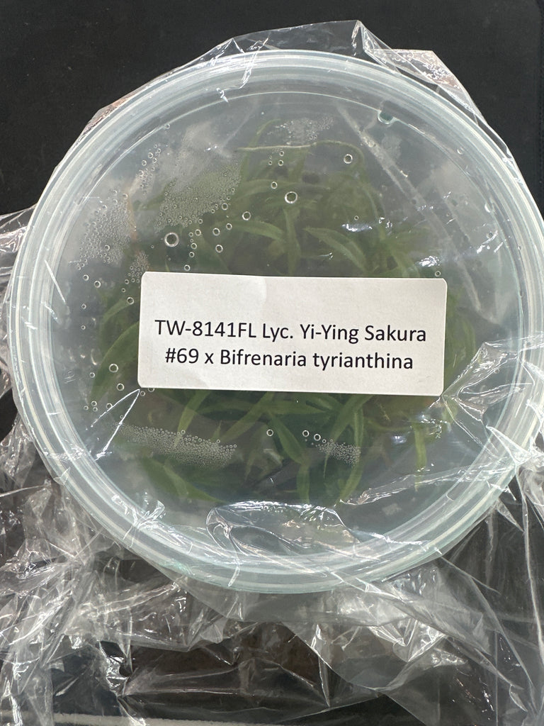 FLASK Lyc Sakura #69 x Bifrenaria tyrianthina