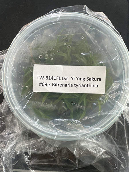 FLASK Lyc Sakura #69 x Bifrenaria tyrianthina