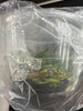 FLASK Psychilis truncate flava ‘Jeimy’