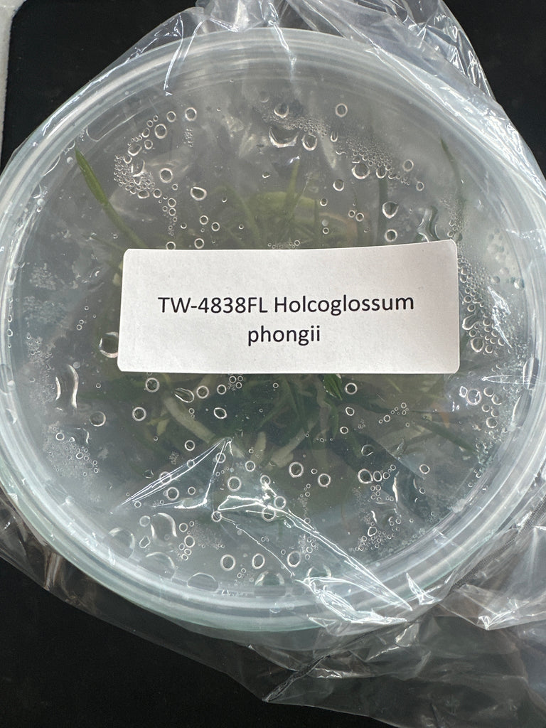Flask Holcoglossum phongii