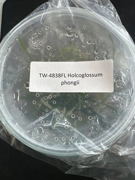 Flask Holcoglossum phongii