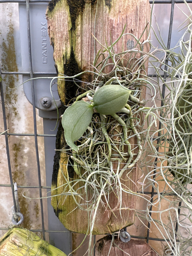 Phal thailandica (brown form)