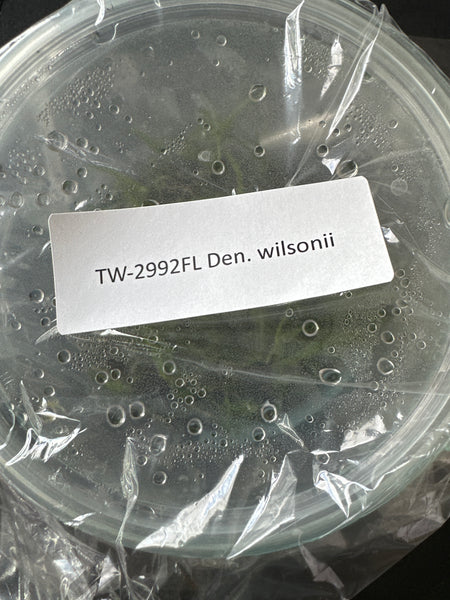 FLASK Dendrobium wilsonii