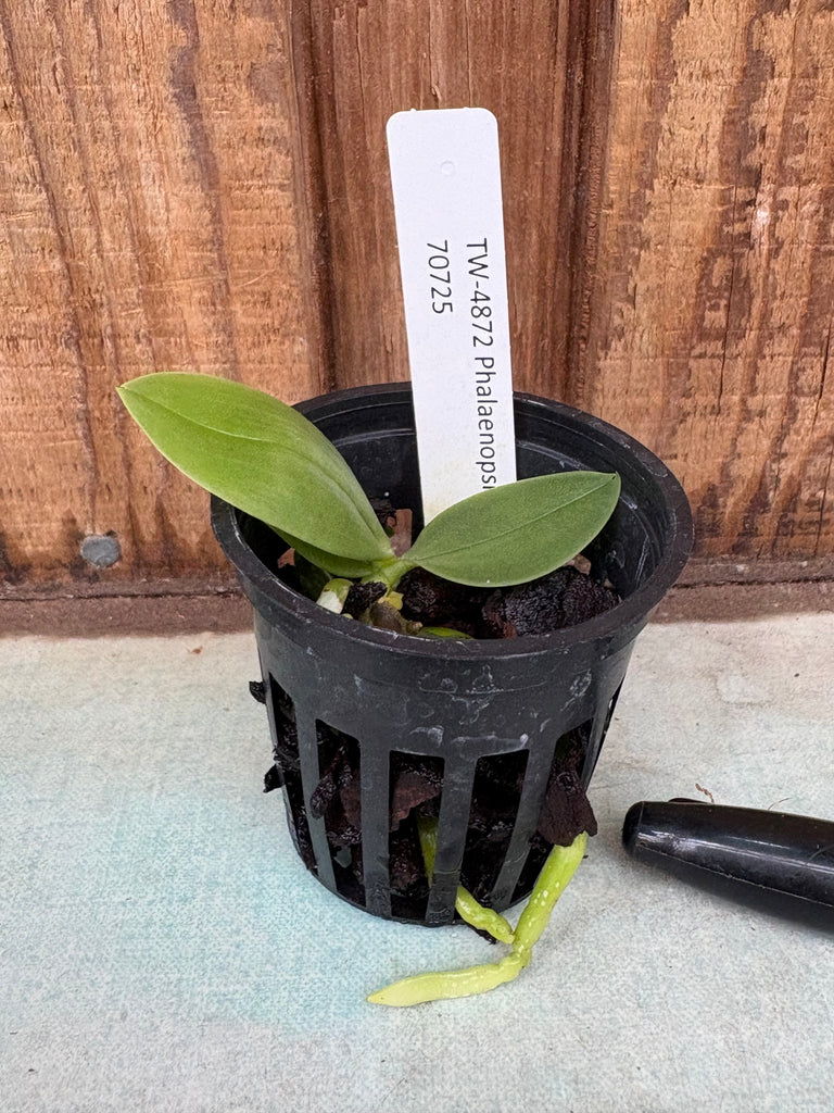 Phalaenopsis parishii