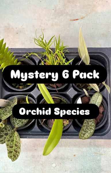 Orchid Mystery 6 Pack