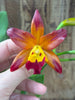 Ctt. Varut Startrack “Golden Tiger”