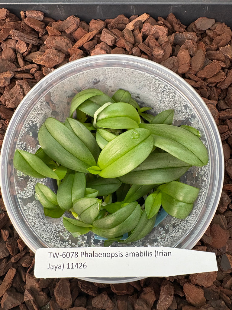 FLASK Phal. amabilis (Irian Jaya)